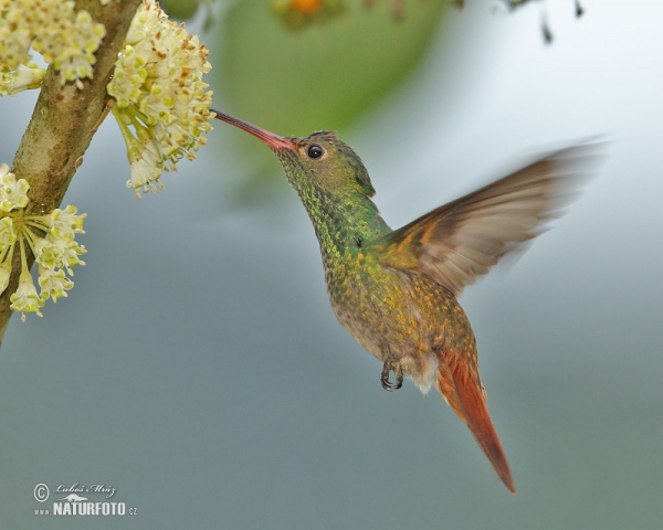 Rufous-tailed Hummingbird (Amazilia tzacatl)