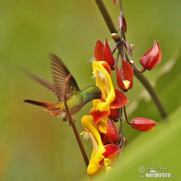 Rufous-tailed Hummingbird (Amazilia tzacatl)