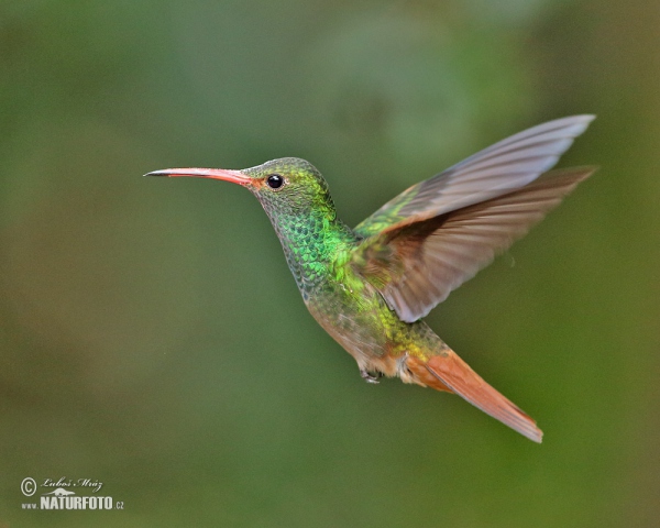 Rufous-tailed Hummingbird (Amazilia tzacatl)