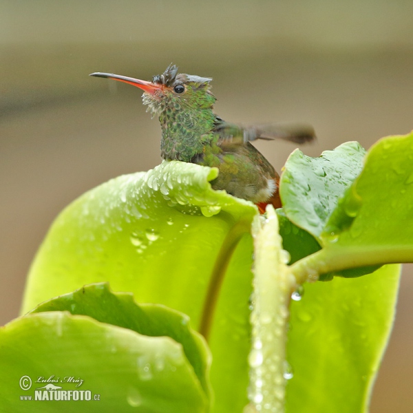 Rufous-tailed Hummingbird (Amazilia tzacatl)