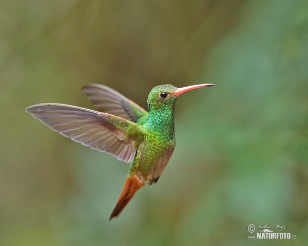 Rufous-tailed Hummingbird (Amazilia tzacatl)