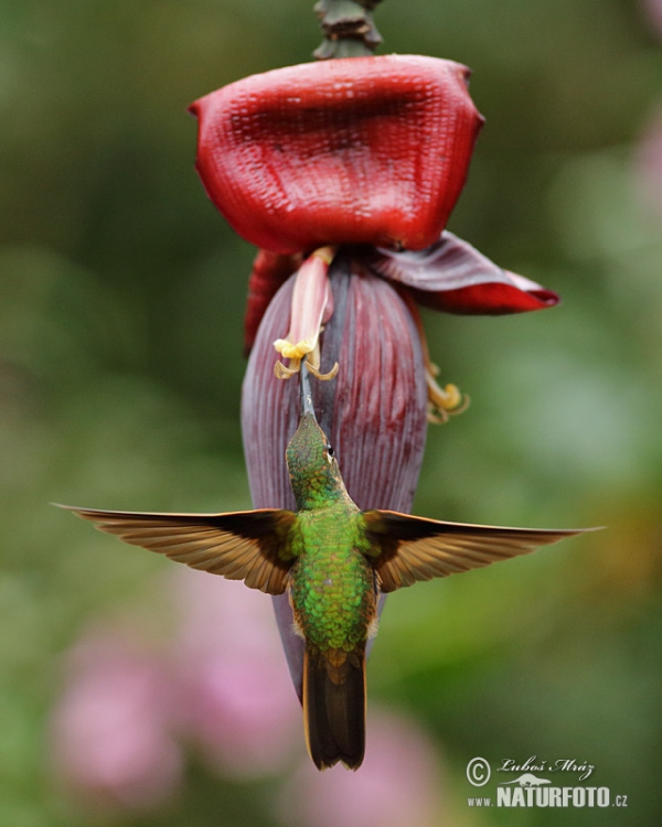 Rufous-tailed Hummingbird (Amazilia tzacatl)