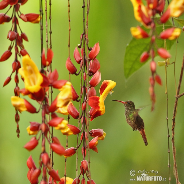 Rufous-tailed Hummingbird (Amazilia tzacatl)