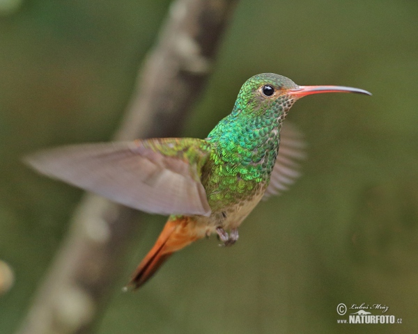 Rufous-tailed Hummingbird (Amazilia tzacatl)