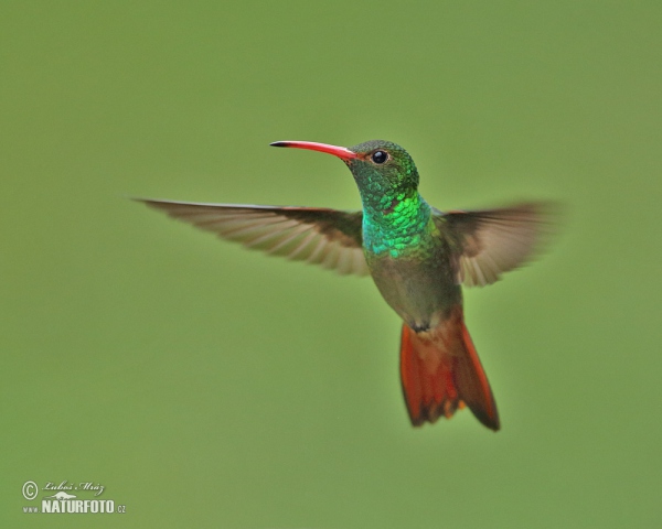 Rufous-tailed Hummingbird (Amazilia tzacatl)