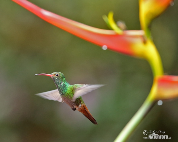 Rufous-tailed Hummingbird (Amazilia tzacatl)