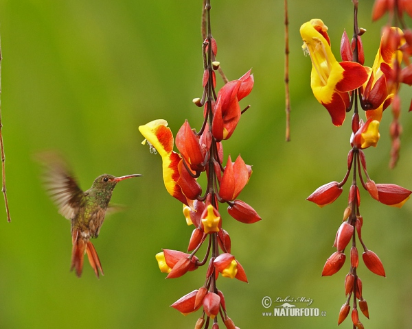 Rufous-tailed Hummingbird (Amazilia tzacatl)