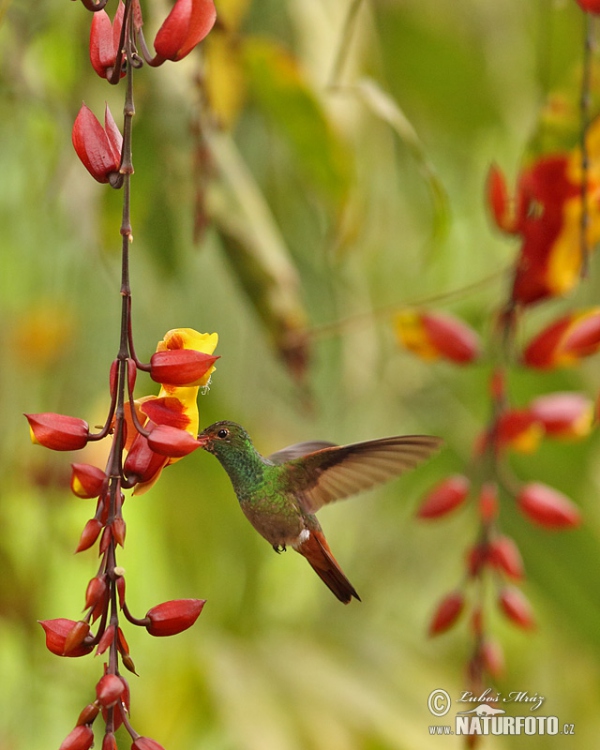 Rufous-tailed Hummingbird (Amazilia tzacatl)