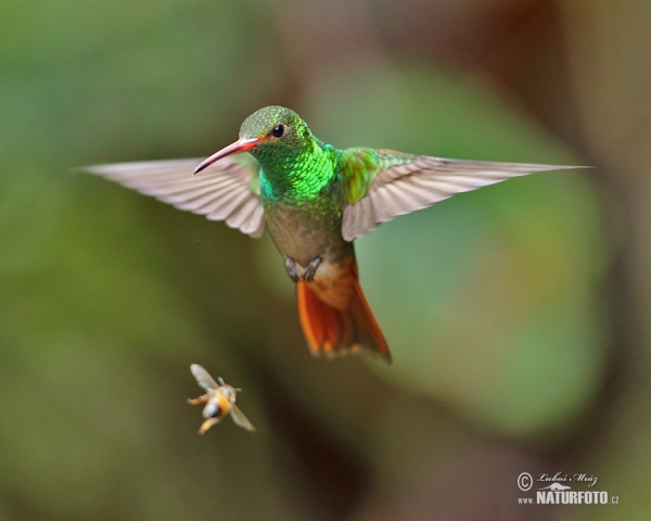 Rufous-tailed Hummingbird (Amazilia tzacatl)