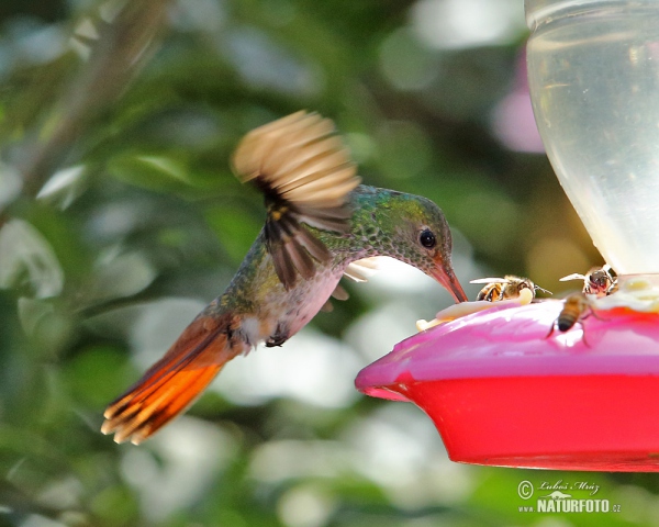 Rufous-tailed Hummingbird (Amazilia tzacatl)