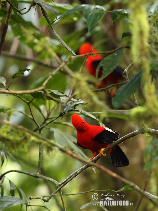 Rupicola peruvianus