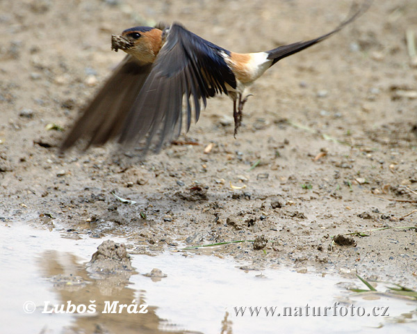 Ruĝpuga hirundo