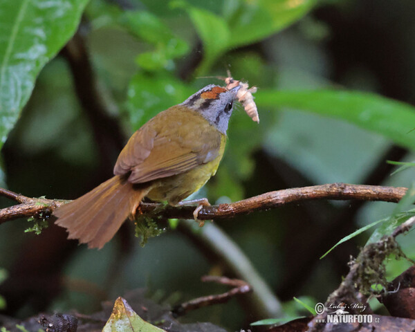 Russet-crowned Warbler (Myiothlypis coronata)