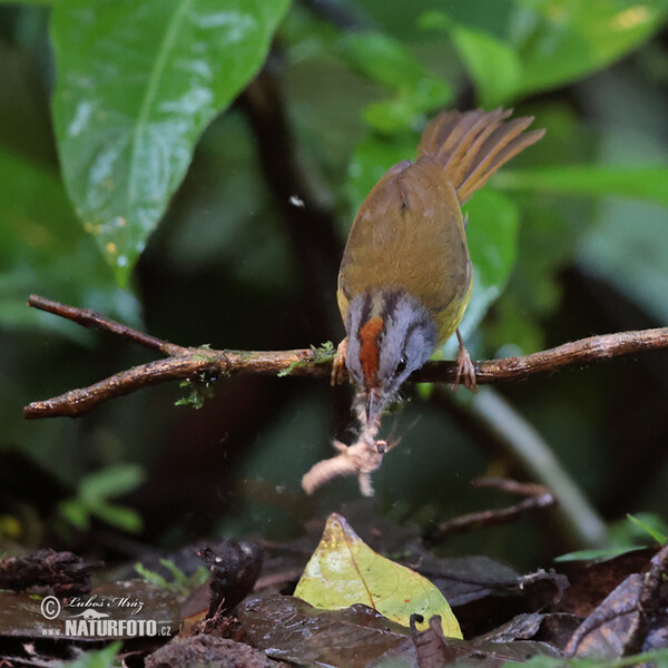 Russet-crowned Warbler (Myiothlypis coronata)