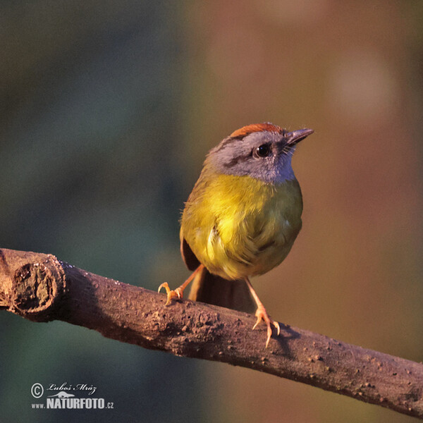 Russet-crowned Warbler (Myiothlypis coronata)