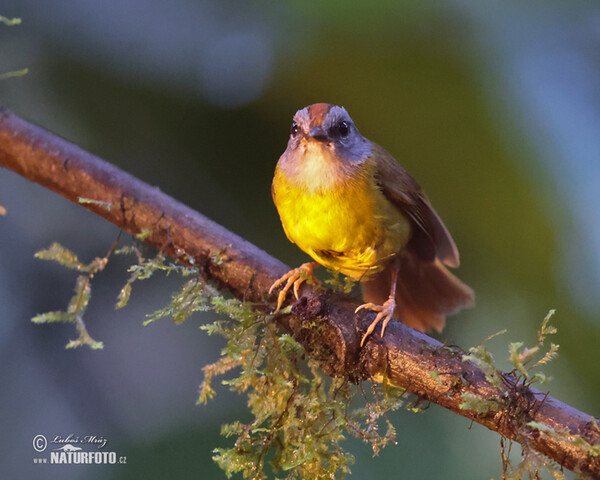 Russet-crowned Warbler (Myiothlypis coronata)