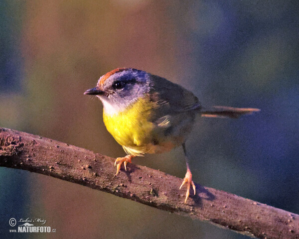 Russet-crowned Warbler (Myiothlypis coronata)