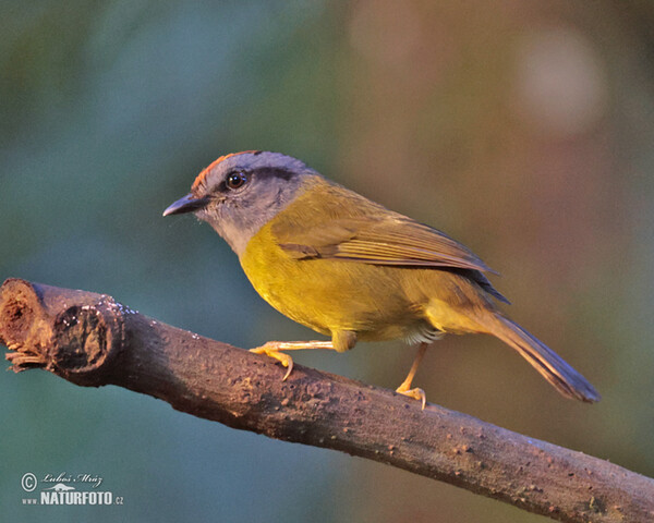 Russet-crowned Warbler (Myiothlypis coronata)