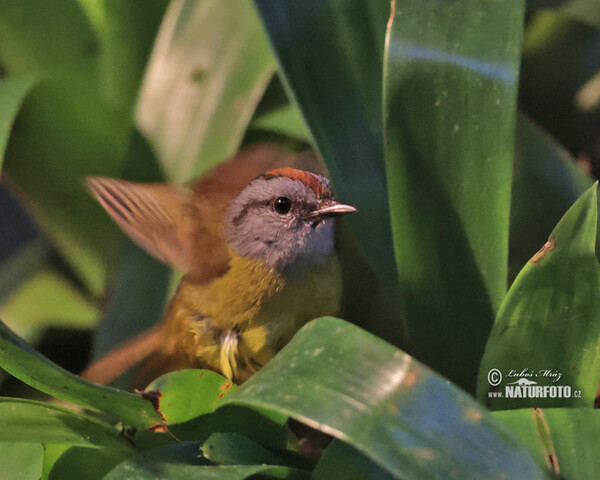 Russet-crowned Warbler (Myiothlypis coronata)