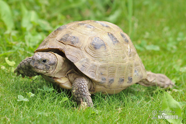 Russian Tortoise (Testudo horsfieldii)