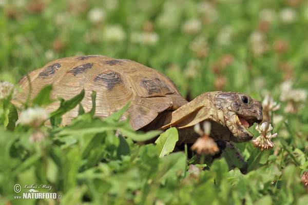 Russian Tortoise (Testudo horsfieldii)