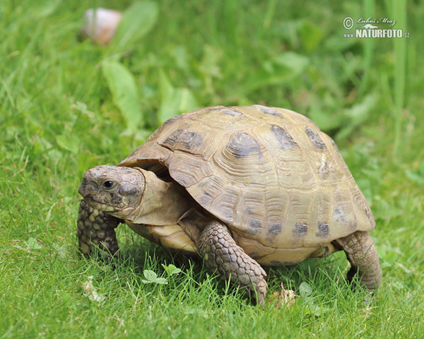 Russian Tortoise (Testudo horsfieldii)