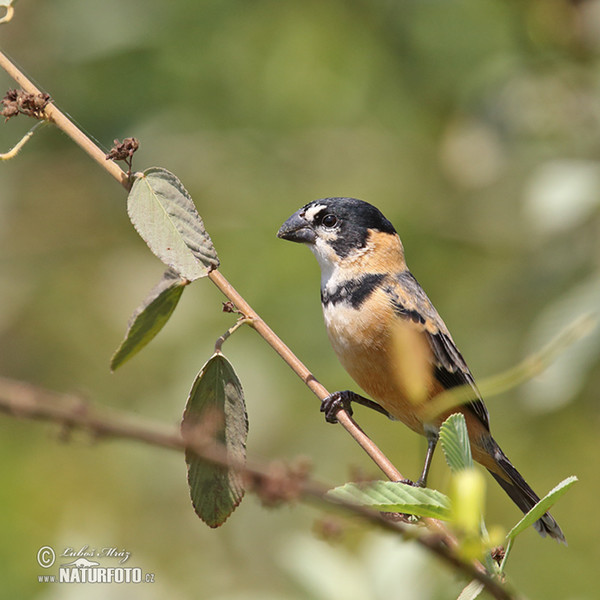 Rusty-collared Seedeater (Sporophila collaris)