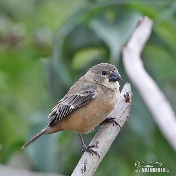 Rusty-collared Seedeater (Sporophila collaris)