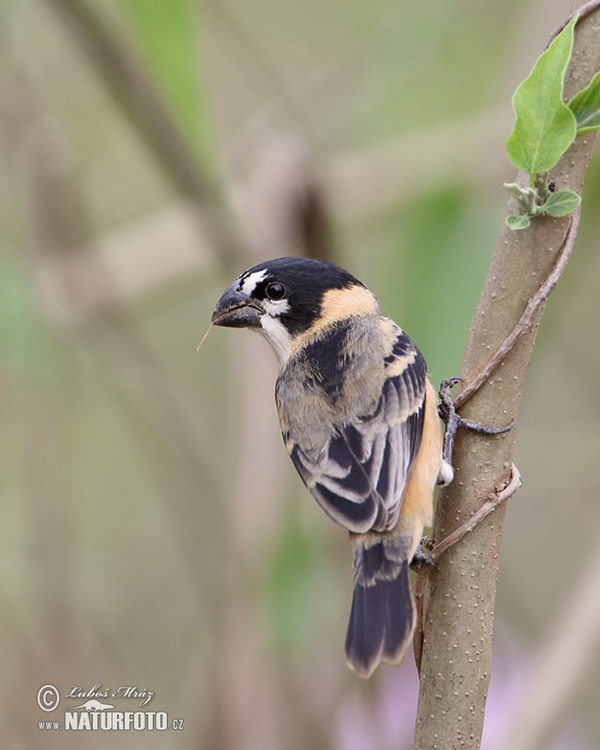 Rusty-collared Seedeater (Sporophila collaris)