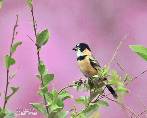 Rusty-collared Seedeater (Sporophila collaris)