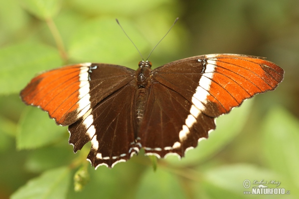 Rusty-tipped Page (Siproeta epaphus)