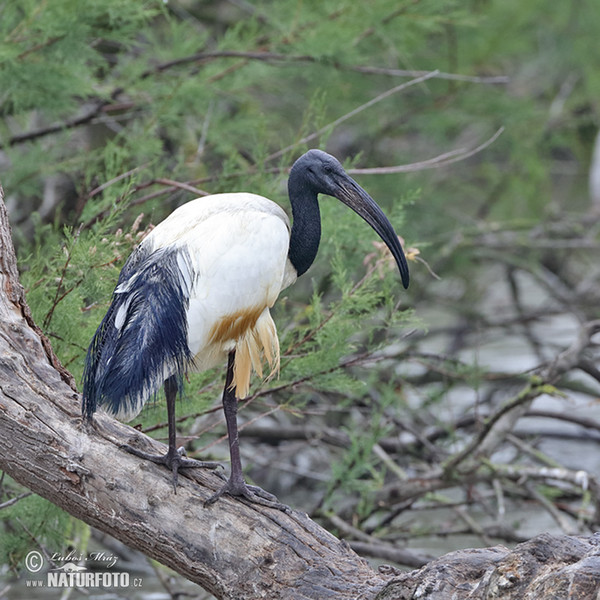 Sacred Ibis (Threskiornis aethiopicus)