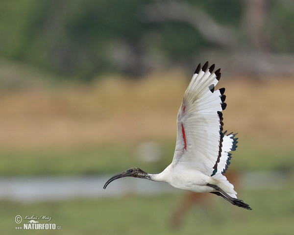 Sacred Ibis (Threskiornis aethiopicus)