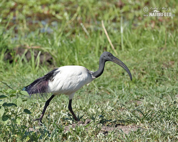 Sacred Ibis (Threskiornis aethiopicus)