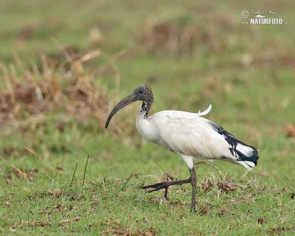 Sacred Ibis (Threskiornis aethiopicus)