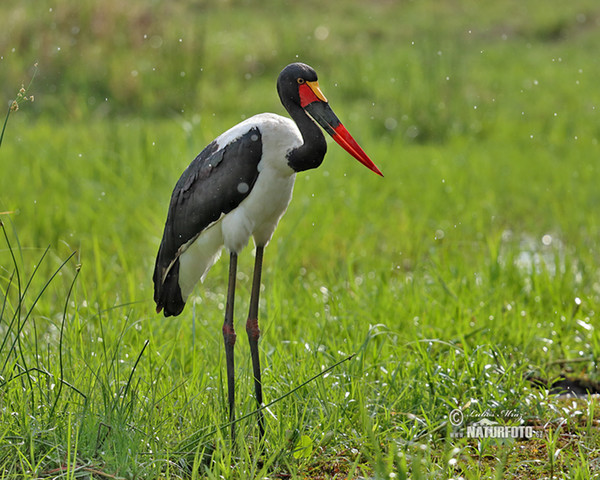 Saddle-billed Stork (Ephippiorhynchus senegalensis)