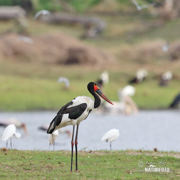 Saddle-billed Stork (Ephippiorhynchus senegalensis)