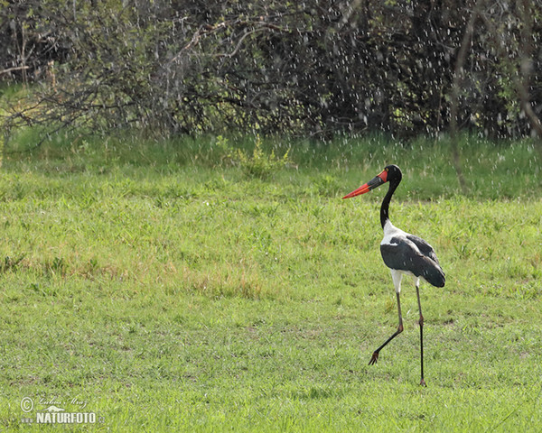 Saddle-billed Stork (Ephippiorhynchus senegalensis)