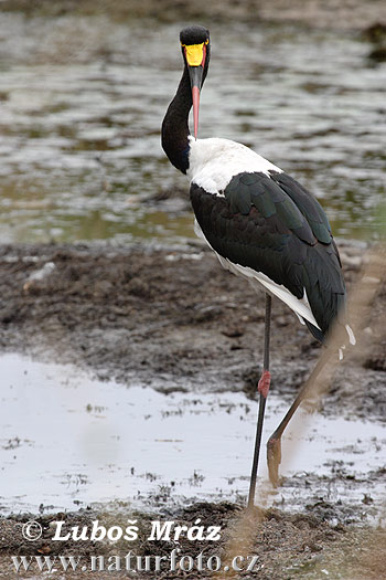 Sadelnäbbstork