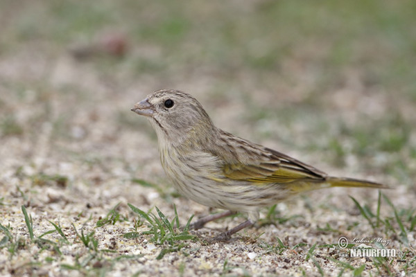 Saffron Finch, female (Sicalis flaveola)