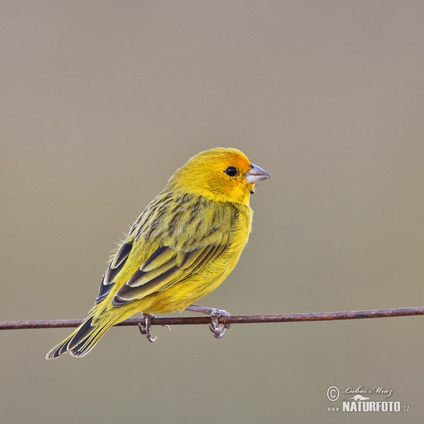 Saffron Finch (Sicalis flaveola)