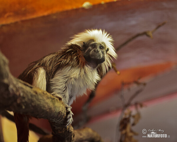 Saguinus oedipus