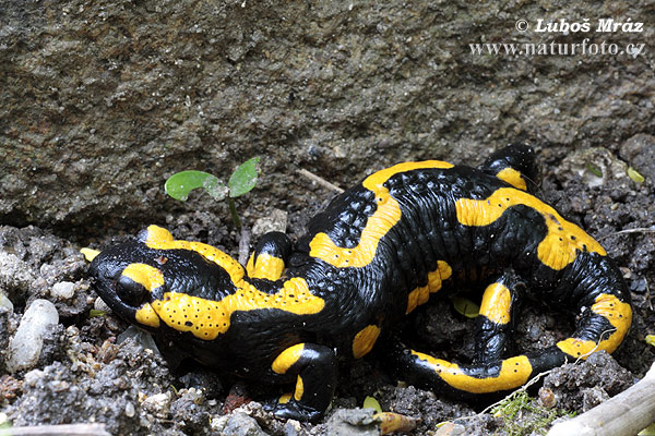 Salamandra común