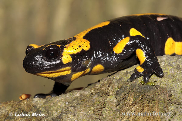 Salamandra comuna