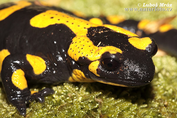 Salamandra de foc