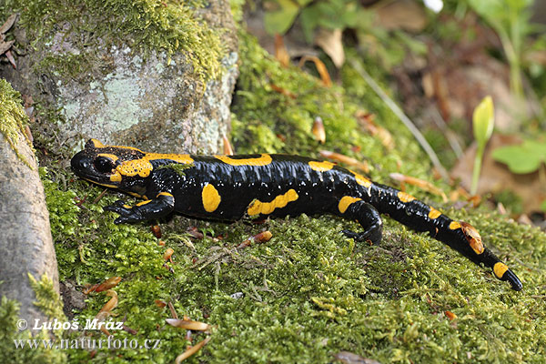 Salamandra pezzata