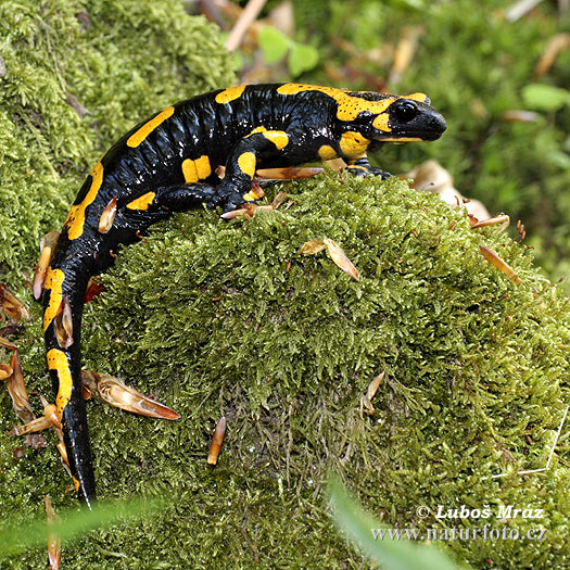 Salamandra pezzata