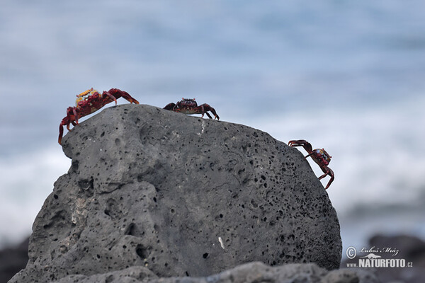 Sally Lightfoot crab (Grapsus grapsus)