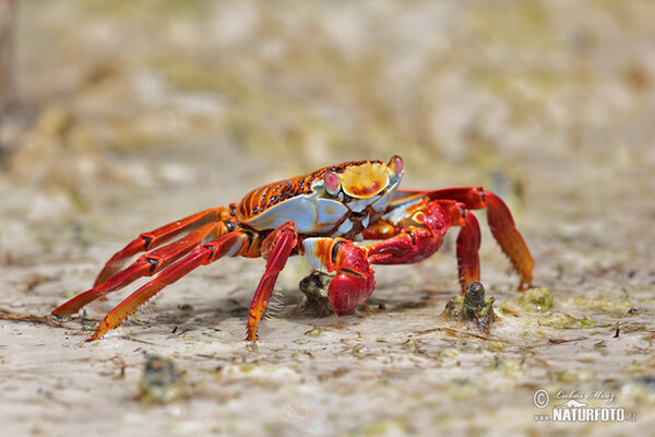 Sally Lightfoot crab (Grapsus grapsus)