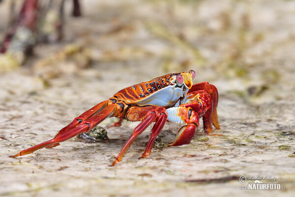 Sally Lightfoot crab (Grapsus grapsus)
